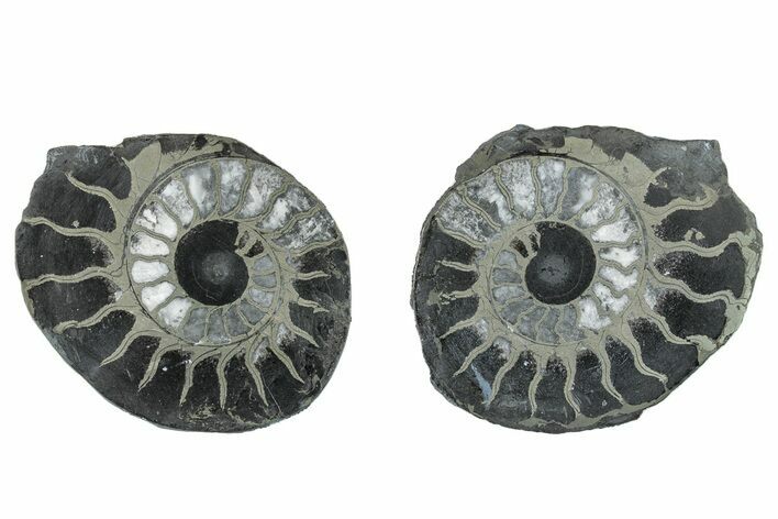 Pyritized Cut Ammonite Fossil Pair - Morocco #276620
